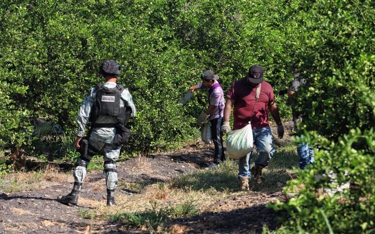 SEDENA VIGILA MICHOACAN, PROTEGEN A LIMONEROS DEL CO