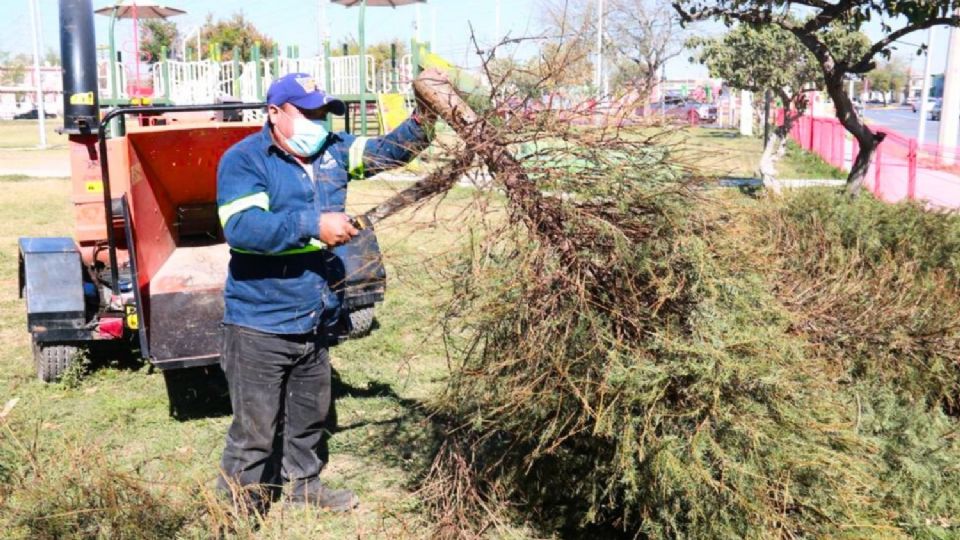 ACOPIO DE PINOS EN ESCOBEDO